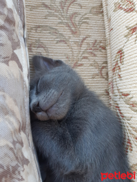 Mavi Rus, Kedi  Fındık fotoğrafı