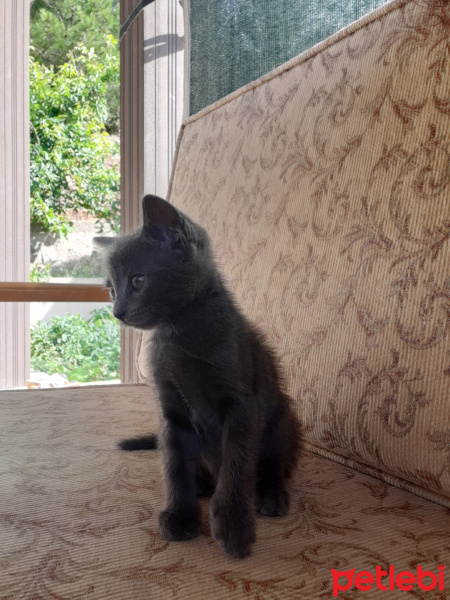 Mavi Rus, Kedi  Fındık fotoğrafı
