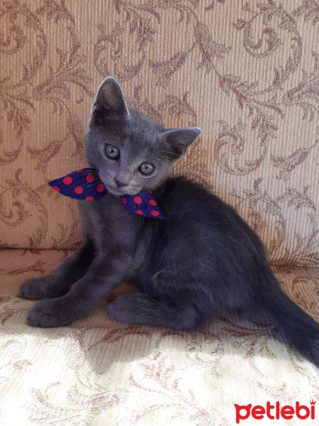 Mavi Rus, Kedi  Fındık fotoğrafı