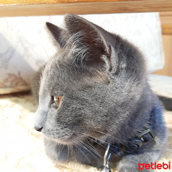 Mavi Rus, Kedi  Fındık fotoğrafı