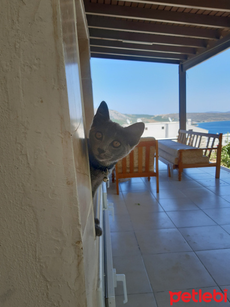Mavi Rus, Kedi  Fındık fotoğrafı