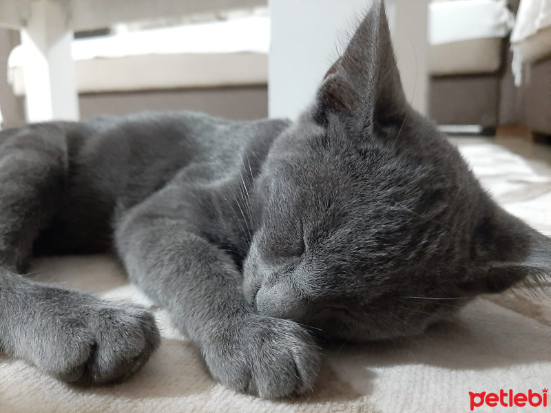 Mavi Rus, Kedi  Fındık fotoğrafı