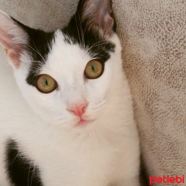 Tuxedo (Smokin) Kedi, Kedi  Mio fotoğrafı