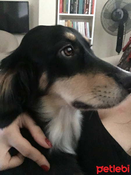Sokö (Sokak Köpeği), Köpek  Kuki fotoğrafı