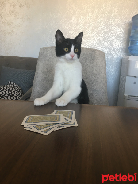 Tuxedo (Smokin) Kedi, Kedi  Leo fotoğrafı