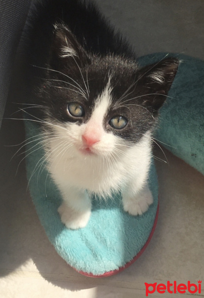 Tuxedo (Smokin) Kedi, Kedi  Leo fotoğrafı