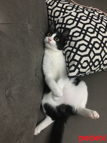 Tuxedo (Smokin) Kedi, Kedi  Leo fotoğrafı