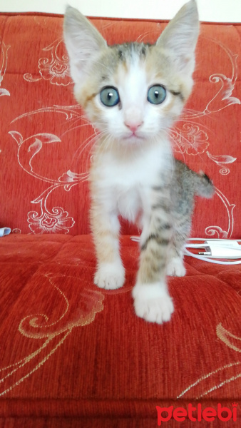 Sarman, Kedi  Mia fotoğrafı
