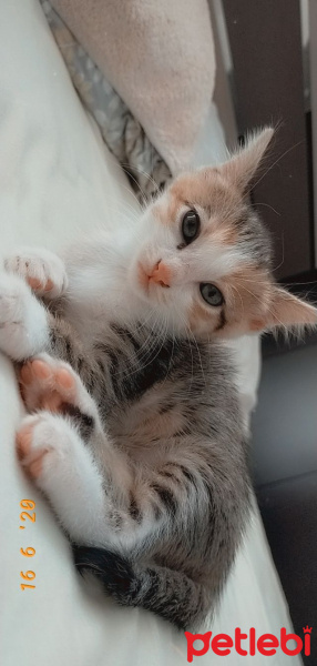 Sarman, Kedi  Mia fotoğrafı