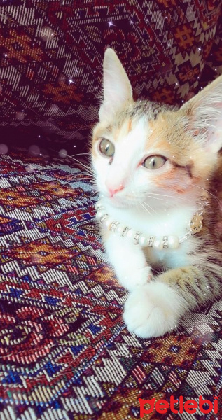 Sarman, Kedi  Mia fotoğrafı