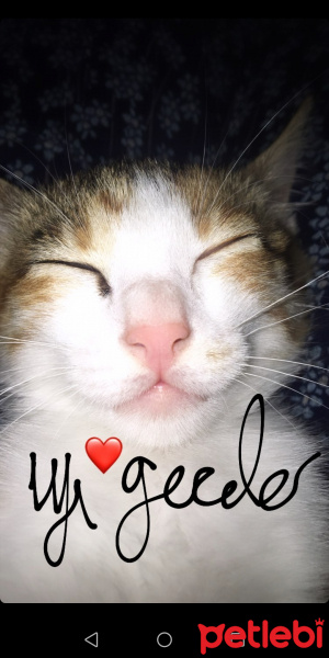Sarman, Kedi  Mia fotoğrafı