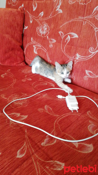 Sarman, Kedi  Mia fotoğrafı