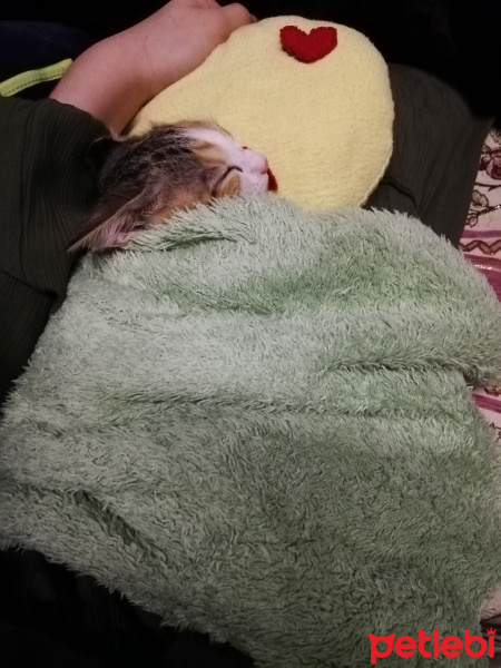 Sarman, Kedi  Mia fotoğrafı
