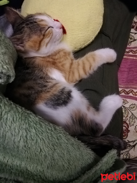 Sarman, Kedi  Mia fotoğrafı