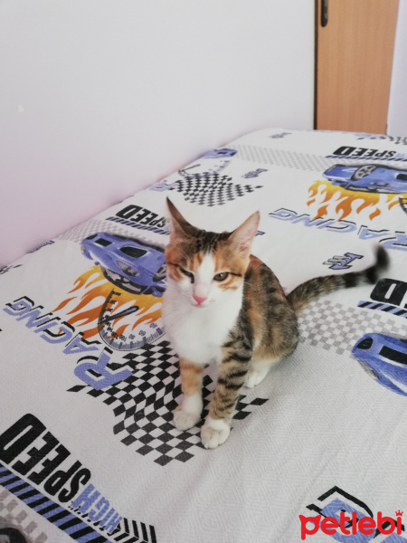 Sarman, Kedi  Mia fotoğrafı