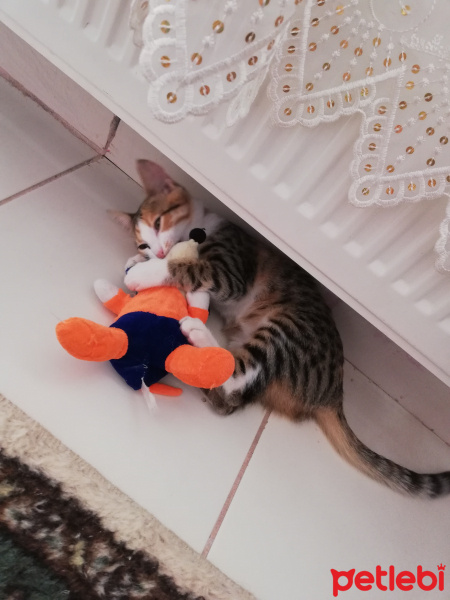 Sarman, Kedi  Mia fotoğrafı