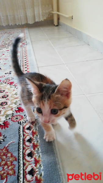Sarman, Kedi  Mia fotoğrafı