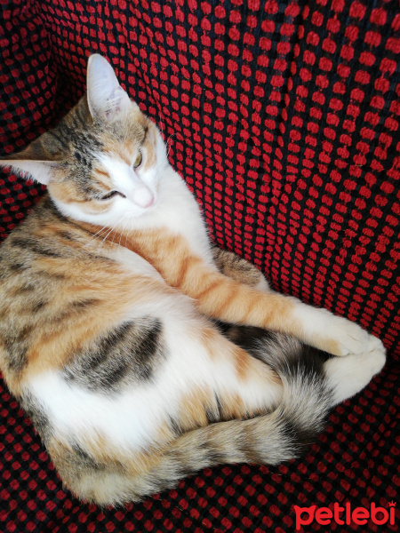 Sarman, Kedi  Mia fotoğrafı