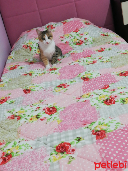 Sarman, Kedi  Mia fotoğrafı