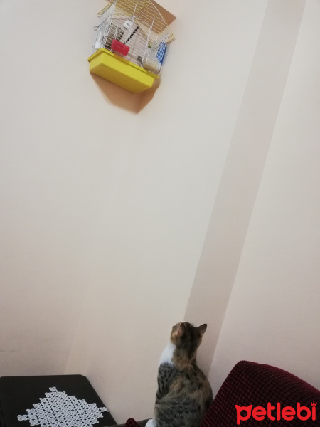 Sarman, Kedi  Mia fotoğrafı