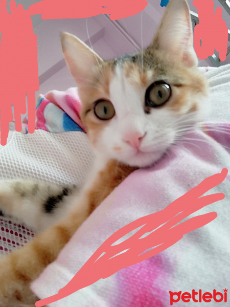 Sarman, Kedi  Mia fotoğrafı