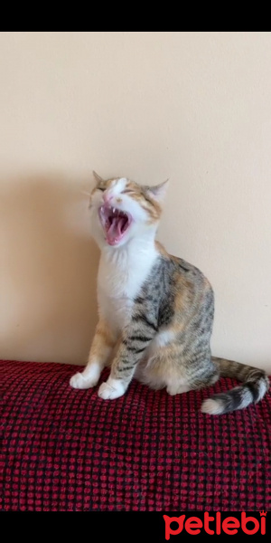 Sarman, Kedi  Mia fotoğrafı