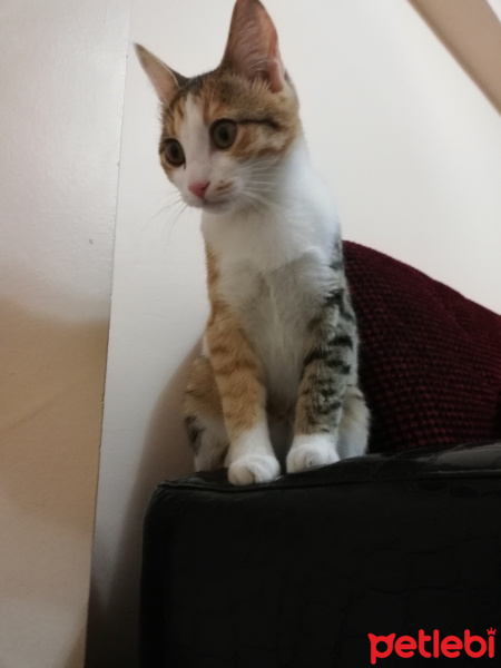 Sarman, Kedi  Mia fotoğrafı
