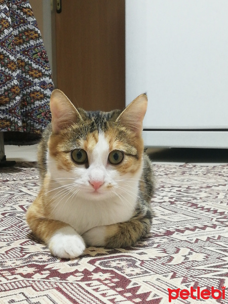 Sarman, Kedi  Mia fotoğrafı