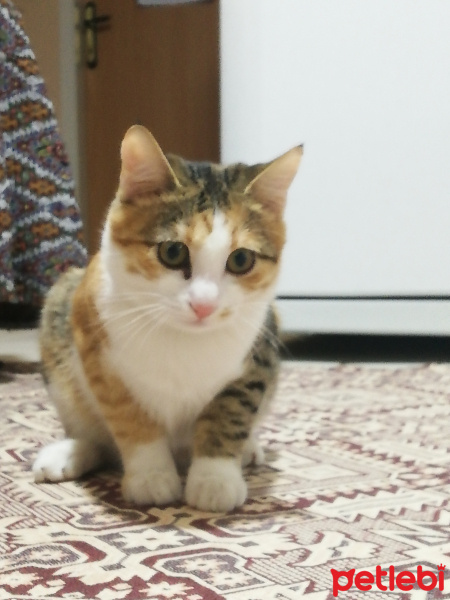 Sarman, Kedi  Mia fotoğrafı