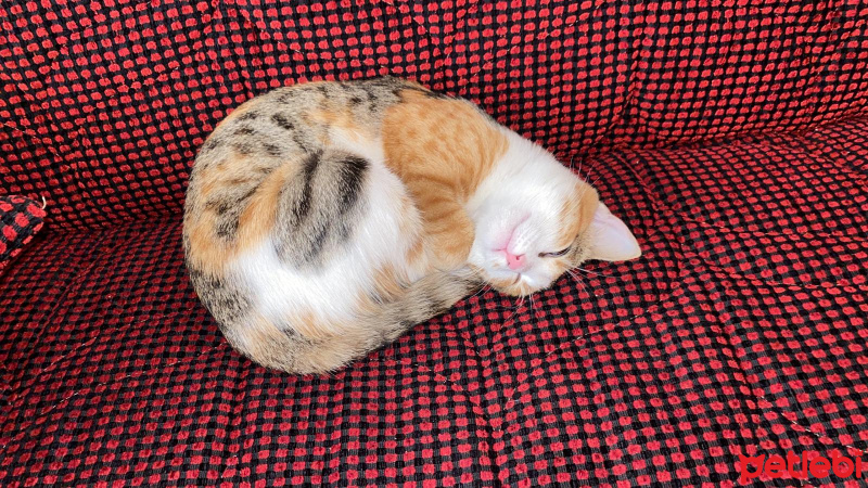 Sarman, Kedi  Mia fotoğrafı
