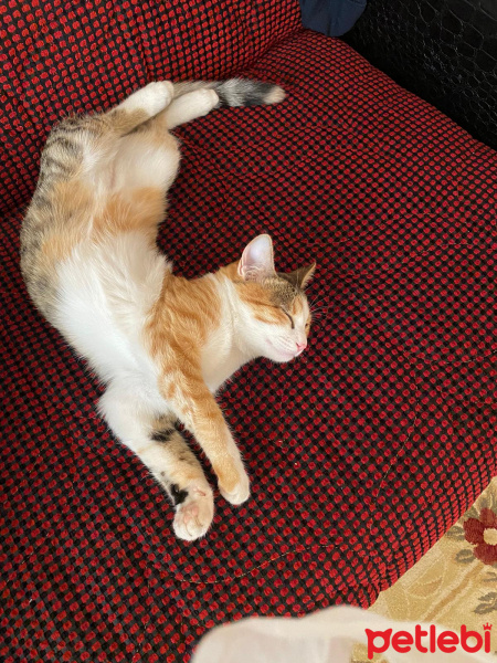 Sarman, Kedi  Mia fotoğrafı