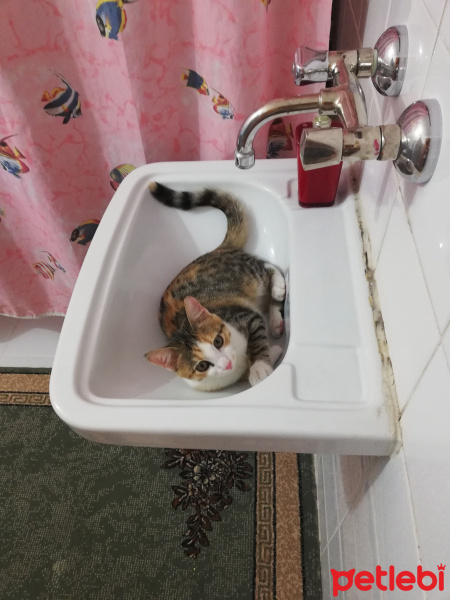 Sarman, Kedi  Mia fotoğrafı