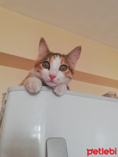 Sarman, Kedi  Mia fotoğrafı