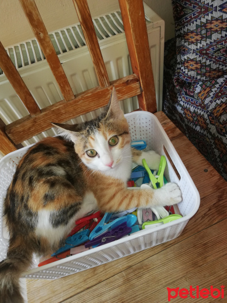 Sarman, Kedi  Mia fotoğrafı