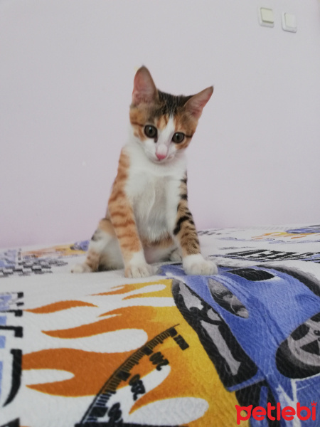 Sarman, Kedi  Mia fotoğrafı