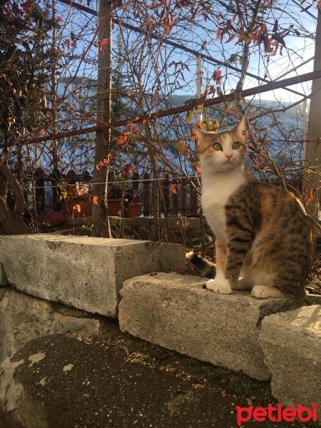 Sarman, Kedi  Mia fotoğrafı