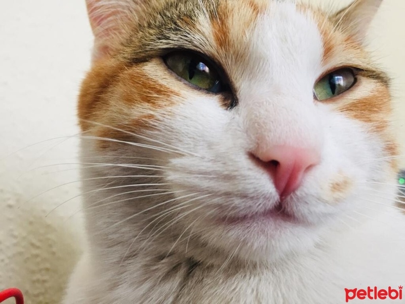 Sarman, Kedi  Mia fotoğrafı