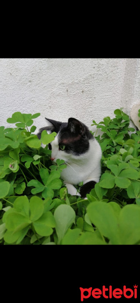 Tekir Kedi, Kedi  GÖLGE fotoğrafı