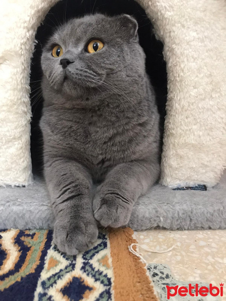 Scottish Fold, Kedi  Ali Haydar fotoğrafı