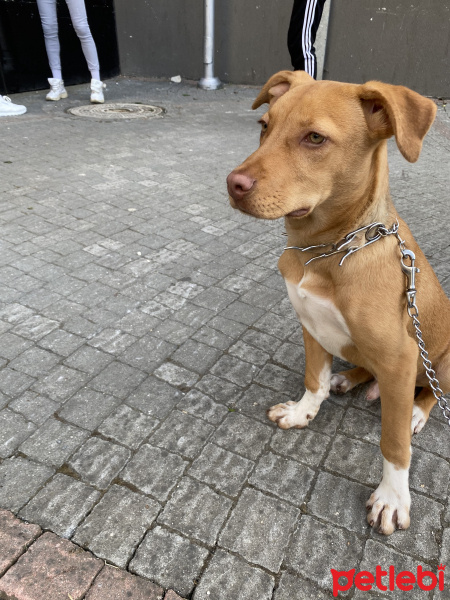 Amerikan Pitbull Terrier, Köpek  Pusat fotoğrafı