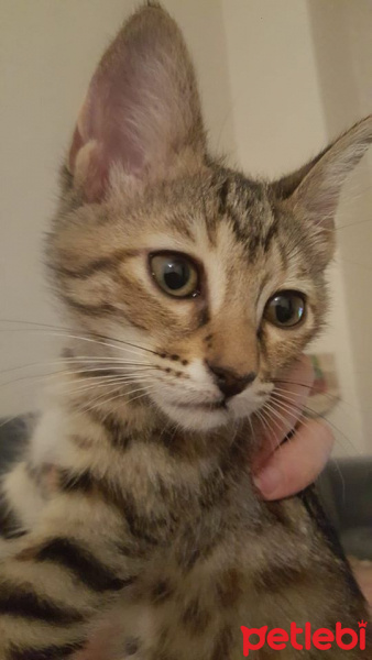 Tekir Kedi, Kedi  çiko fotoğrafı