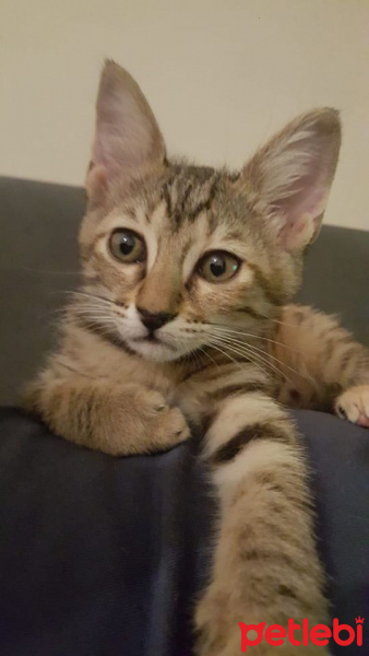 Tekir Kedi, Kedi  çiko fotoğrafı