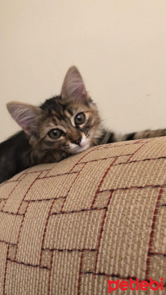 Tekir Kedi, Kedi  çiko fotoğrafı