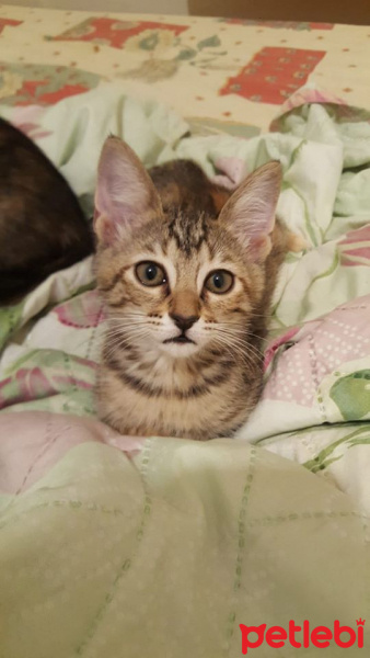 Tekir Kedi, Kedi  çiko fotoğrafı