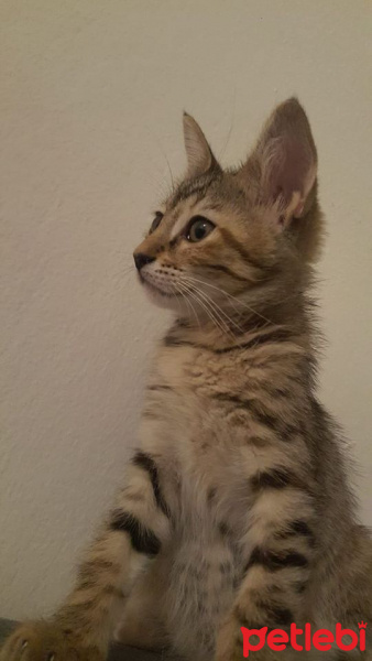 Tekir Kedi, Kedi  çiko fotoğrafı