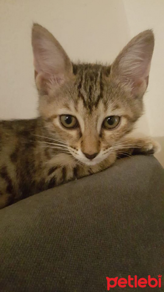 Tekir Kedi, Kedi  çiko fotoğrafı