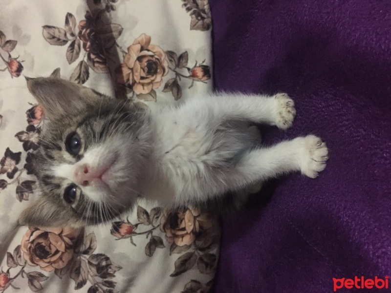 Australian Mist, Kedi  Minik fotoğrafı