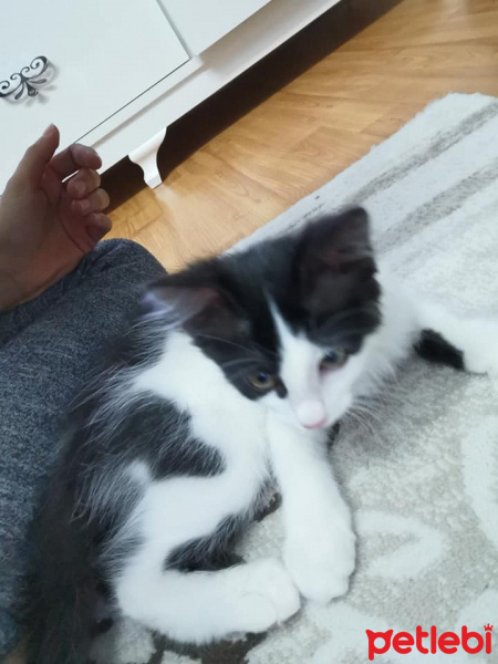 Tuxedo (Smokin) Kedi, Kedi  badem fotoğrafı