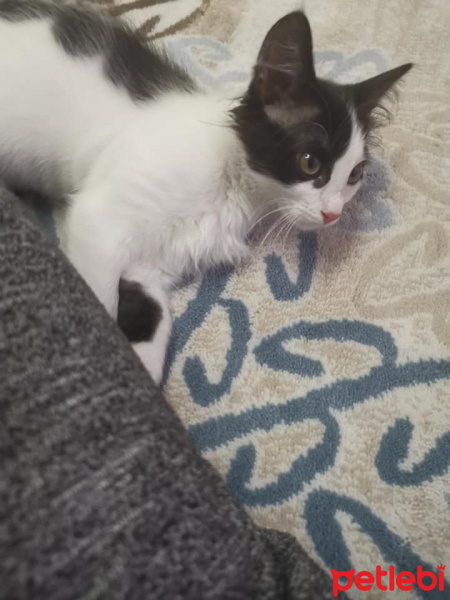 Tuxedo (Smokin) Kedi, Kedi  badem fotoğrafı