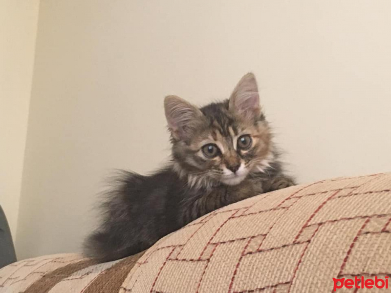 Tekir Kedi, Kedi  tekir fotoğrafı